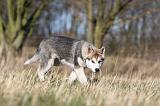 ALASKAN MALAMUTE 863